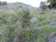 Phormium tenax