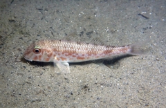 Mullus barbatus
