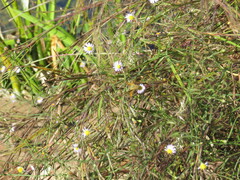 Symphyotrichum divaricatum