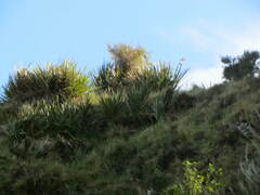 Phormium tenax