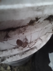 Scytodes globula