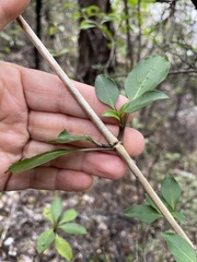 Coprosma foetidissima