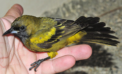 Icterus melanopsis