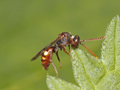 Nomada panzeri