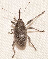 Curculio