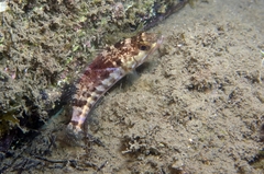 Serranus cabrilla