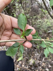 Coprosma foetidissima