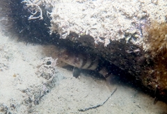 Serranus hepatus