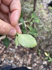 Coprosma foetidissima