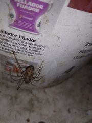 Scytodes globula
