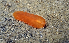 Yungia aurantiaca