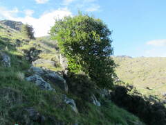 Griselinia littoralis