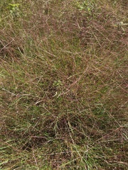 Digitaria cognata