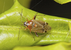 Harpocera thoracica