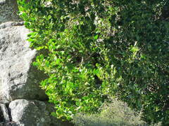 Griselinia littoralis