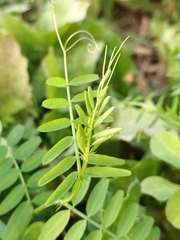 Vicia hirsuta