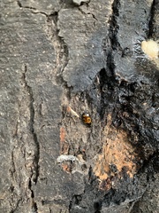 Lioschema rubrovaria