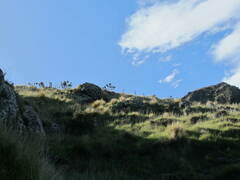 Carmichaelia australis