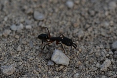Odontomachus bauri