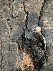 Lioschema rubrovaria