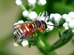 Euodynerus annulatus