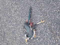 Cyanocorax yucatanicus