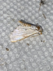 Diaphania costata