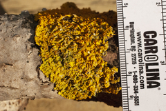 Xanthorioideae