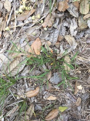 Pombalia verticillata