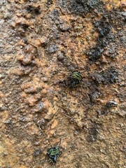 Sadocus asperatus