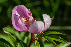 Paeonia broteri