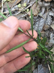 Pombalia verticillata