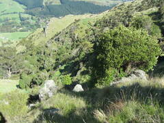 Griselinia littoralis