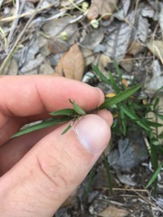 Pombalia verticillata