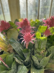 Aechmea fasciata