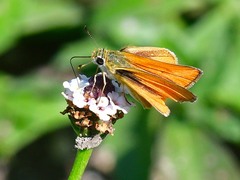 Copaeodes aurantiaca