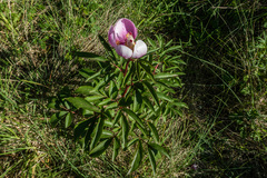 Paeonia broteri