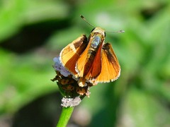 Copaeodes aurantiaca
