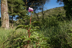 Paeonia broteri