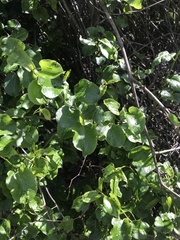 Muehlenbeckia australis