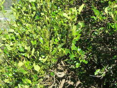 Griselinia littoralis
