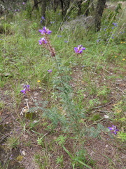 Dalea bicolor
