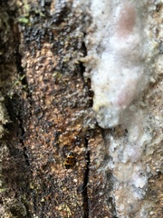 Lioschema rubrovaria