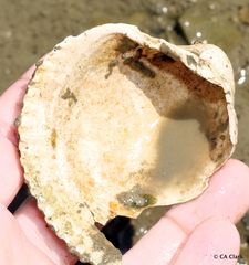 Clinocardium nuttallii