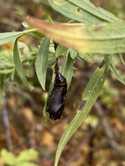 Lymantria dispar