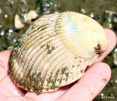 Clinocardium nuttallii