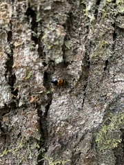 Lioschema rubrovaria