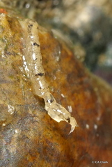Anthuroidea