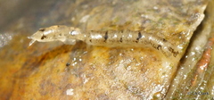 Anthuroidea