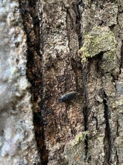 Pycnosiphorus lessonii mandibularis